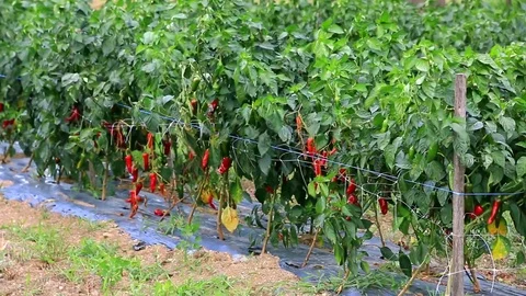 Espelette peppers at maturity. Stock Footage 121221698