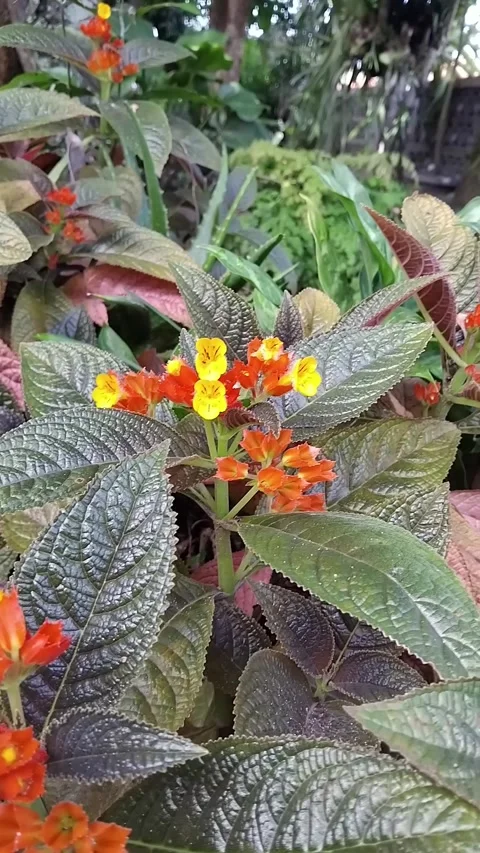 Espicia Alloplectus Flower Stock Footage 342000453
