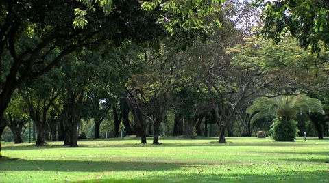 Esplanade dragonflies Video stock 1548591