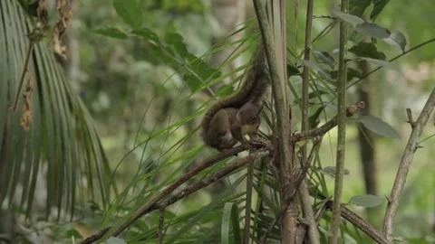 Esquilo comendo em uma árvore Stock Footage 131783421