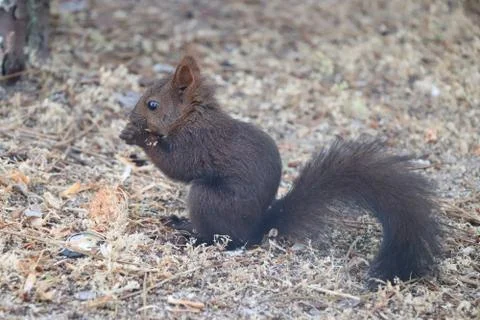 Esquilo Stock Photos