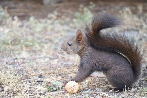 Esquilo Stock Photos