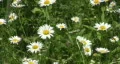 Essence of spring. Daisies sway in breeze. HD Footage