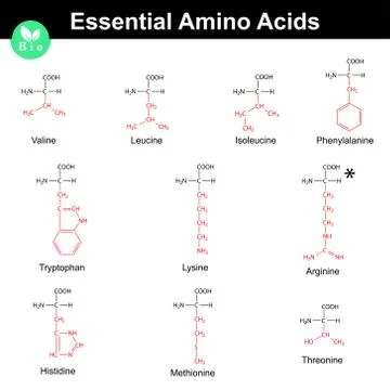 Essential amino acids Stock Illustration