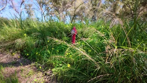 Essential fire hydrant surrounded by wild vegetation Stock Footage 304686956
