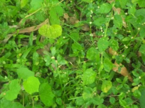 Essential Green Herbs Stock-Fotos