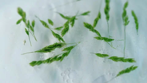 Essential liquid herbal bubble fresh wheat oil Video stock 271667296