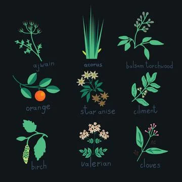 Essential oil plants Stock Illustration