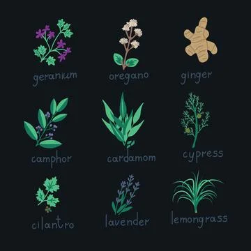 Essential oil plants Stock Illustration