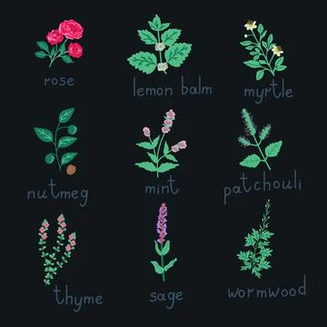 Essential oil plants Stock Illustration