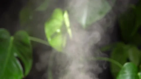 Essential oil smoke from diffuser or humidifier. Aroma oil steam aromatherapy Stock Footage 169613350