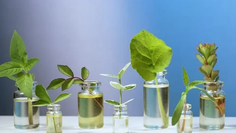 Essential oils with herbs in bottles Stock Footage 194310125
