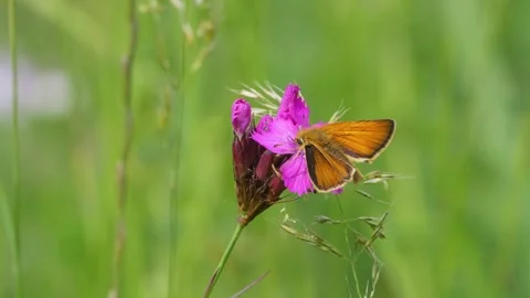Essex Skipper Video stock 276820886
