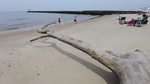 Establing shot of Driftwood on a beach Stock Footage 154711971