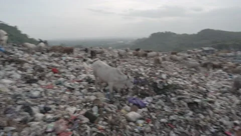 Establish shoot cows eat garbage at landfill yogyakarta indonesia Stock Footage 201350016