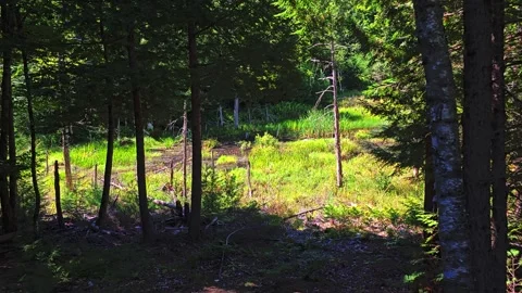Establish shot in woods with trees in forground and small pond in background. 動画素材 345133623
