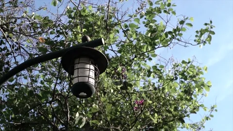 Established Shot of Closeup Modern Hanging Street Lamp Stock Footage 130623739