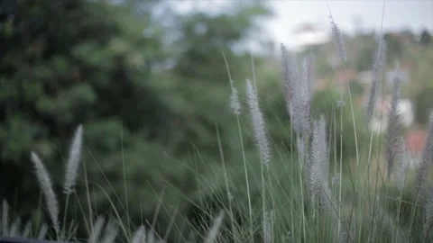 Established Shot of Closeup Thatch Flower, Plume-Like Flower, Pampas Stock Footage 130617282