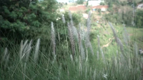 Established Shot of Closeup Thatch Flower, Plume-Like Flower, Pampas Stock Footage 130622016