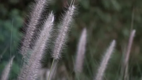 Established Shot of Closeup Thatch Flower, Plume-Like Flower, Pampas Stock Footage 130623414