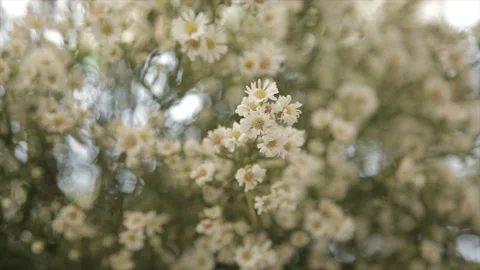 Established Shot of Flower in the Wind Stock Footage 130617347