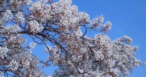 Established Shot /Huge Blooming Trees with Clean Blue Sky in the Background  Video stock 130239046