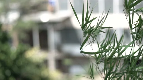 Established Shot of Waving Leaves in the Wind Stock Footage 130624867
