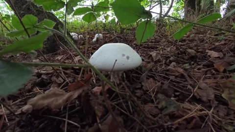 Establishing delicate wild mushroom patch growing in tree shade of autumn Video stock 345540828