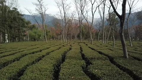 Establishing Drone Dolly in Shot of Tea Garden / Tea garden Scouting With drone Stock Footage 151027676