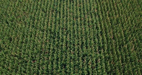 Establishing Drone Shot Corn Is An Essential Agricultural Product Stock Footage 90557449