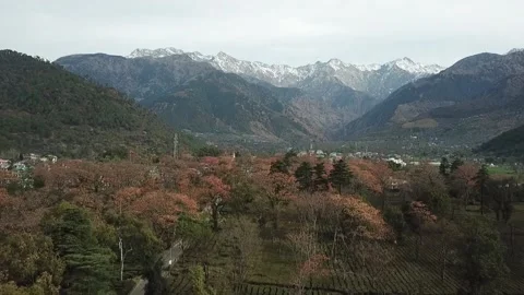 Establishing  Drone Shot of  tea Garden with Snowy Mountain in Background Stock Footage 151027697