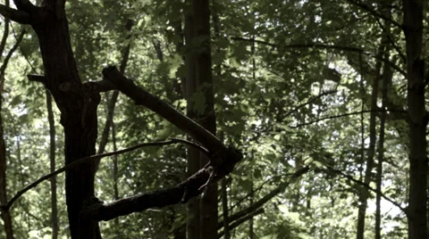 Establishing Forest Shot Video stock 33268320