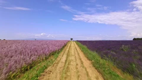 Establishing shot in 4k video aerial almond tree lavender in valensole Stock Footage 161987953