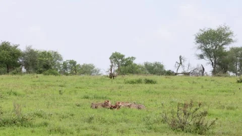 Establishing shot: Coalition of cheetahs share meal in savanna grass Stock Footage 333939511