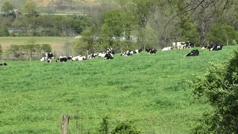 Establishing Shot of Cows in a Field Stock Footage 153880819