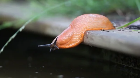 Establishing shot of a Drinking Slug Stock Footage 90058420
