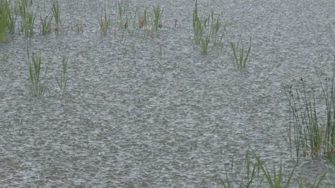 Establishing shot of heavy rain drops splashing onto pond surface Video stock 336761541