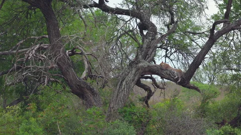 Establishing shot of leopard sleeping in tree on grey day in Kruger NP Stock Footage 305148268