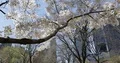 Establishing Shot of New York City Skyline Corporate Towers and Cherry Trees Nyc 4k or 4k+ Resolution
