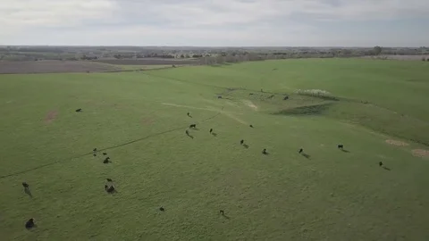 Establishing shot of pasture Видео 77709183