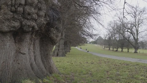 Establishing shot of a pathway that leads to a distant estate Stock Footage 112972935