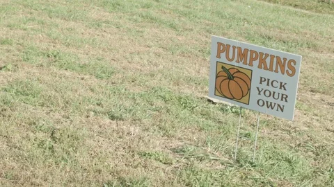 Establishing shot of a pumpkin patch around Halloween.  Pick your own! Stock Footage 129204633