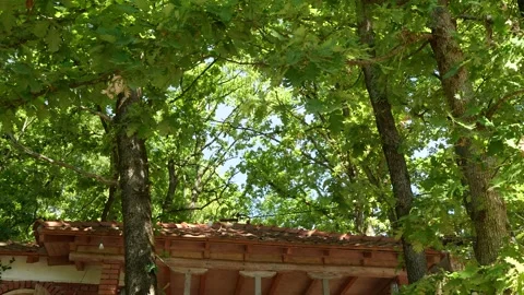 Establishing Shot of a Rustic Brick House Tucked Under Large Trees Stock Footage 328525799