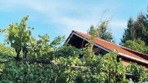 Establishing shot of rustic house with a red tiled roof surrounded by lush vi Stock Footage 297437644