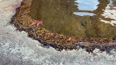 Establishing shot of single red maple leaf floating in granite basin 動画素材 323377321