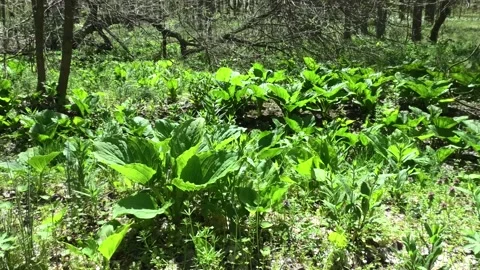 An Establishing Shot of Skunk Cabbage Stock Footage 192641703