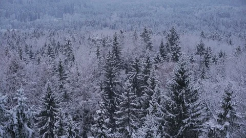 Establishing shot of a snowy forest landscape surrounded by fog in the winter Stock-Footage 76165853