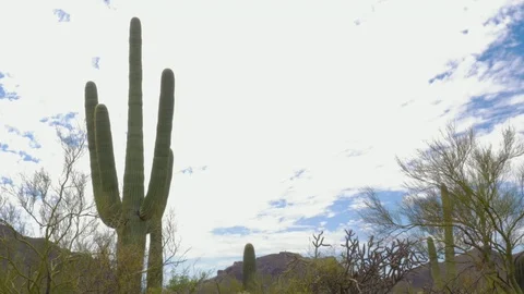 Establishing Shot of the Sonoran Desert Stock Footage 80395711