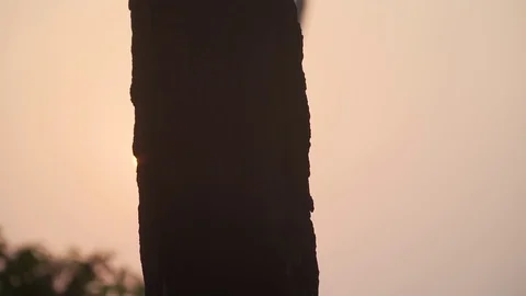 Establishing shot of sun behind tree sunset sunrise silhouette moody summer Stock Footage 108271243