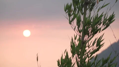 Establishing shot of sun behind tree sunset sunrise silhouette moody summer Stock Footage 108677471